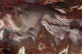 Colorful Hubbard Basin Petrified Wood Slab - Nevada #378172-1